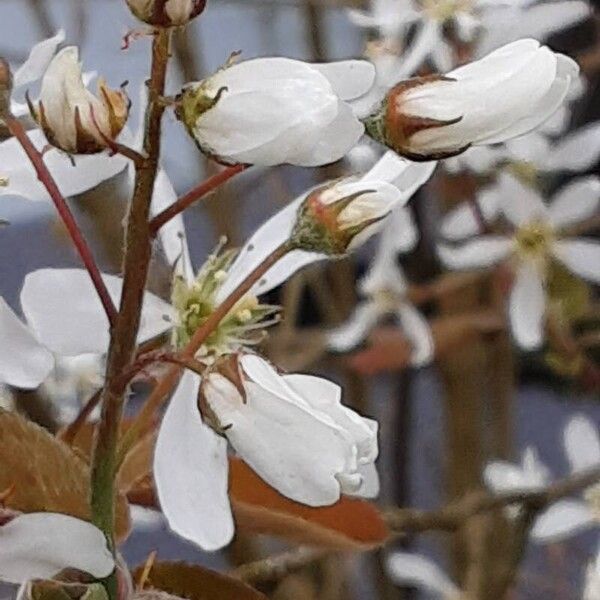 Amelanchier × lamarckii Цвят