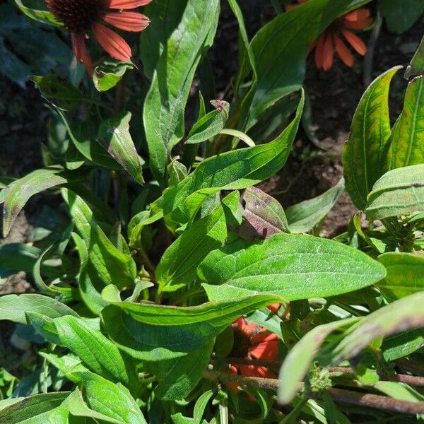 Echinacea purpurea ഇല