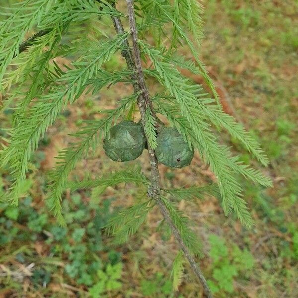 Taxodium distichum Leaf