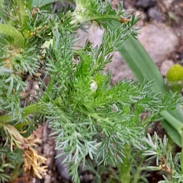 Matricaria discoidea Feuille