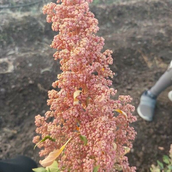 Chenopodium quinoa Blomst