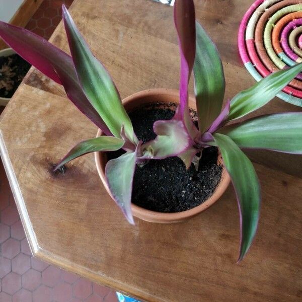 Tradescantia spathacea Leaf