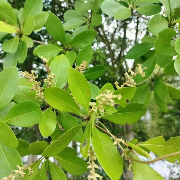 Terminalia buceras Lorea