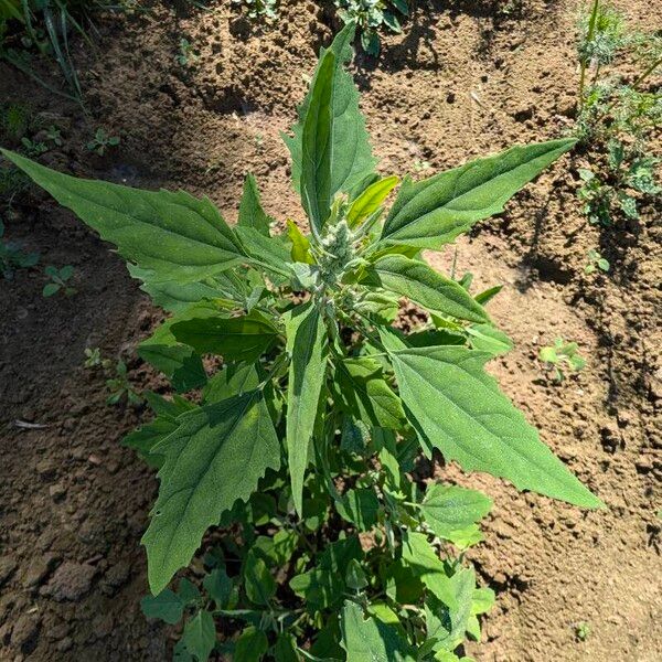 Chenopodium ficifolium Habitus