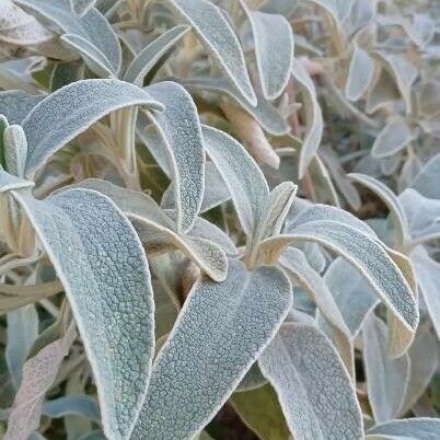 Phlomis fruticosa Foglia