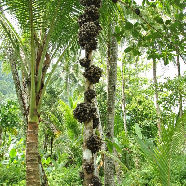 Ficus fistulosa Muu