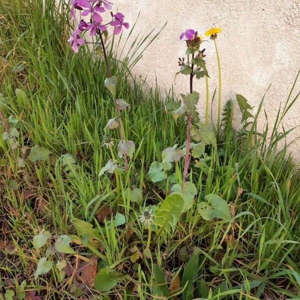 Lunaria annua Pokrój