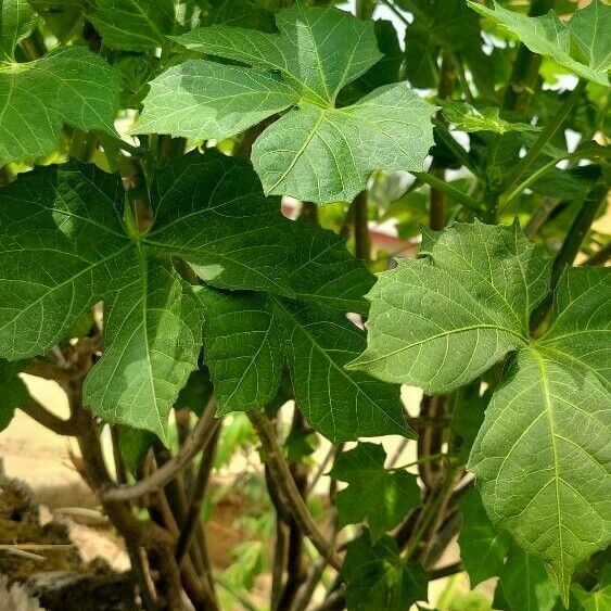 Cnidoscolus aconitifolius Blatt