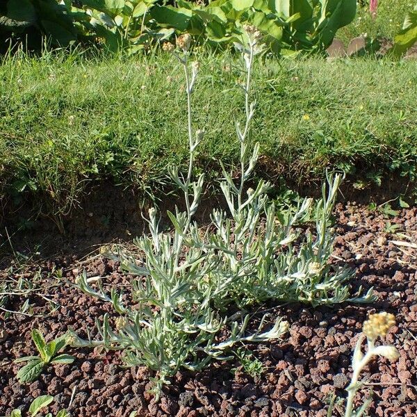 Pseudognaphalium luteoalbum Hábito