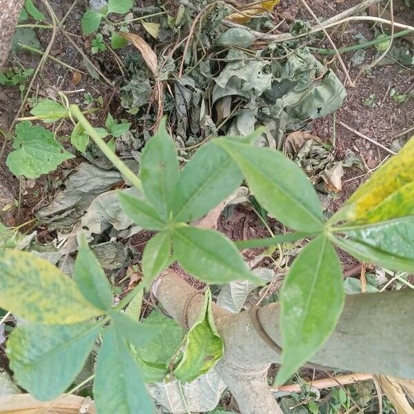 Adansonia digitata Leaf