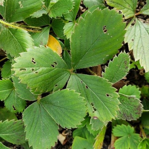 Fragaria virginiana Leht