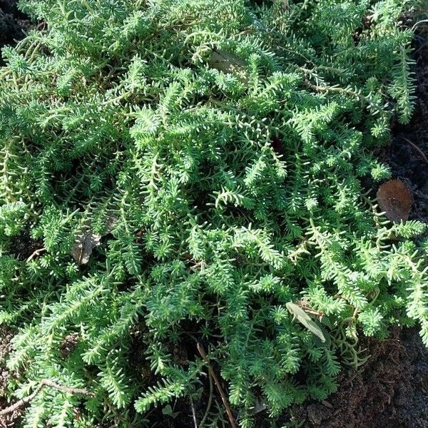 Petrosedum forsterianum Blatt