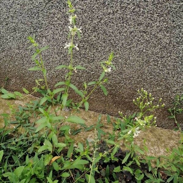 Stachys annua Leht