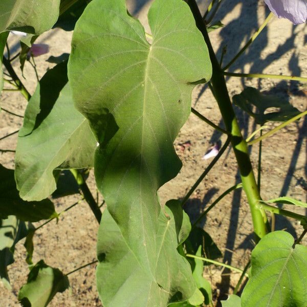 Ipomoea carnea Leaf