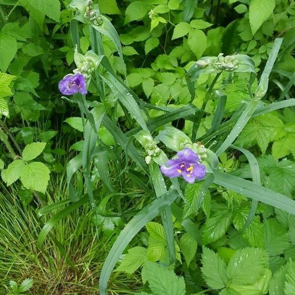 Tradescantia occidentalis Fiore