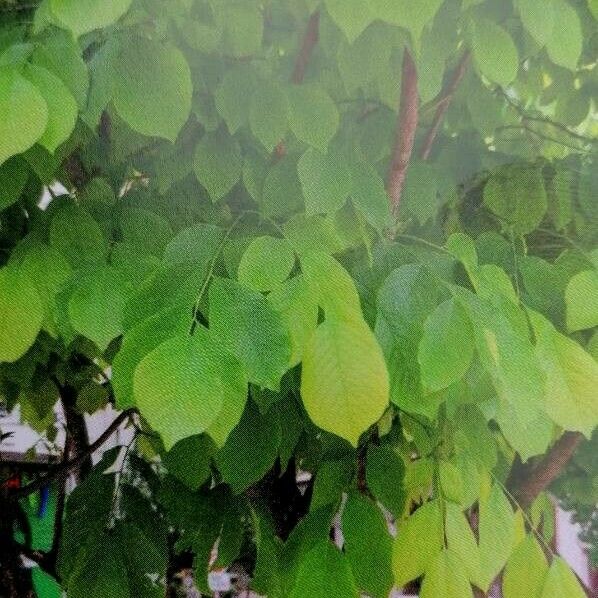 Cladrastis kentukea Blatt