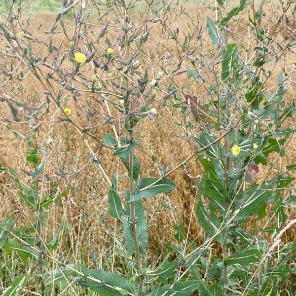 Lactuca serriola Цветок