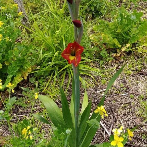 Gladiolus dalenii 花