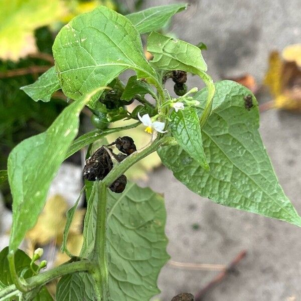 Solanum scabrum Blad