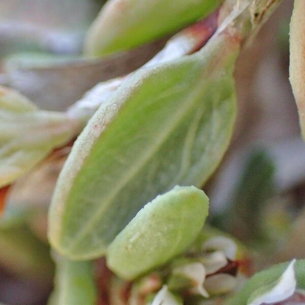 Polygonum maritimum Hábitos