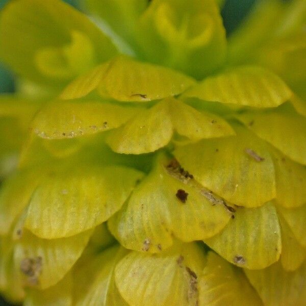 Trifolium aureum Кветка