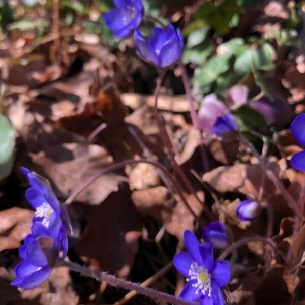 Hepatica nobilis Habit