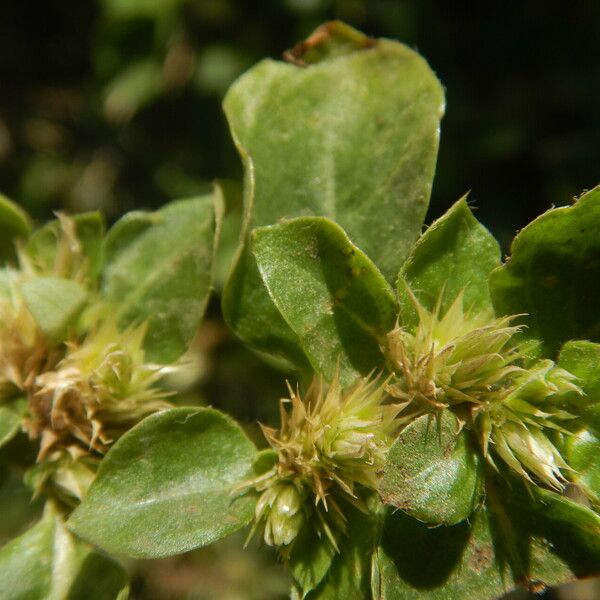 Alternanthera pungens Fruit