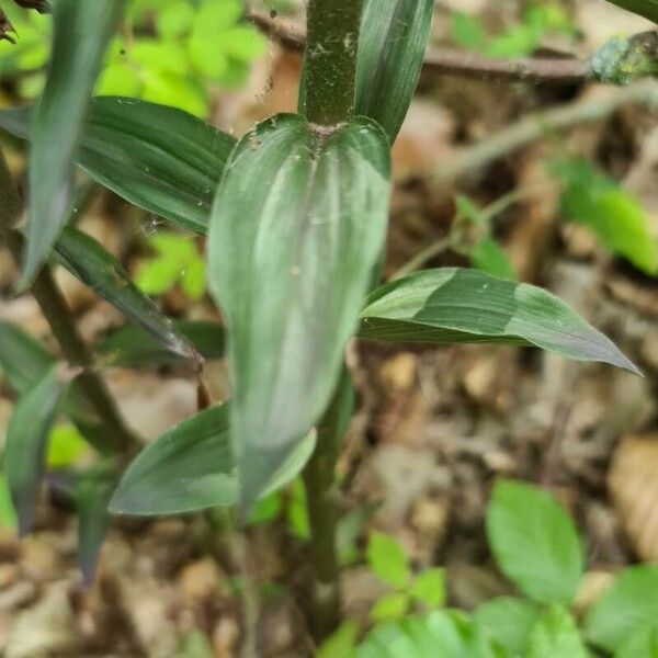 Epipactis purpurata برگ