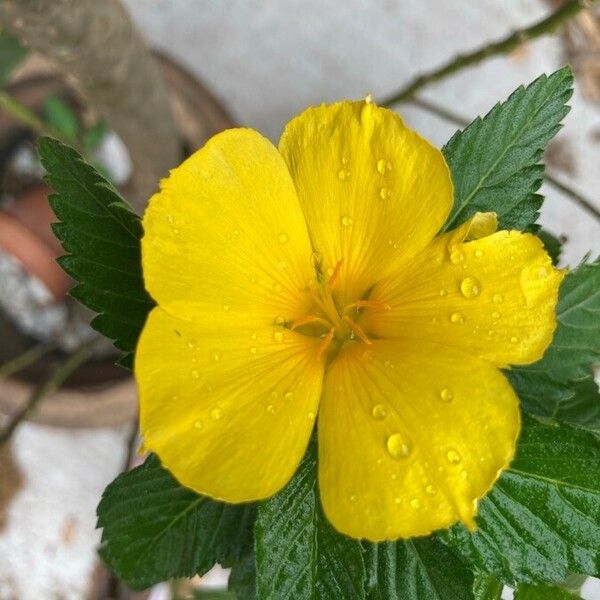 Turnera ulmifolia Flower