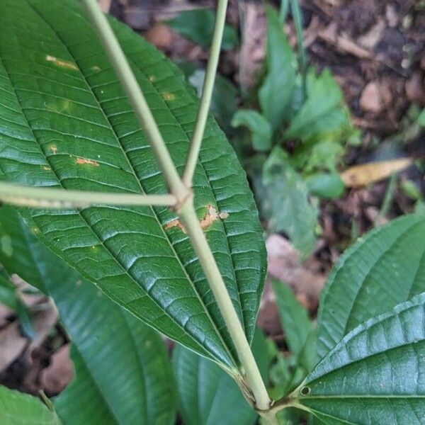 Miconia prasina Bark