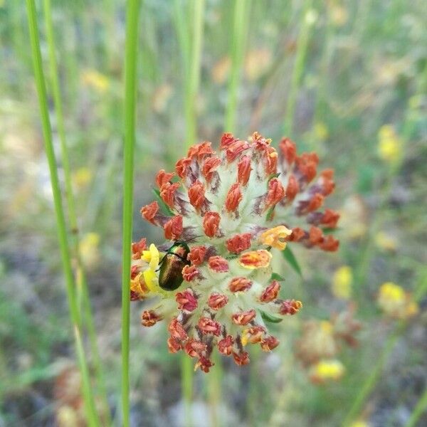 Anthyllis vulneraria ফুল