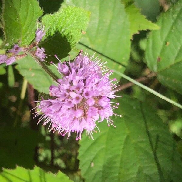 Mentha aquatica Flower