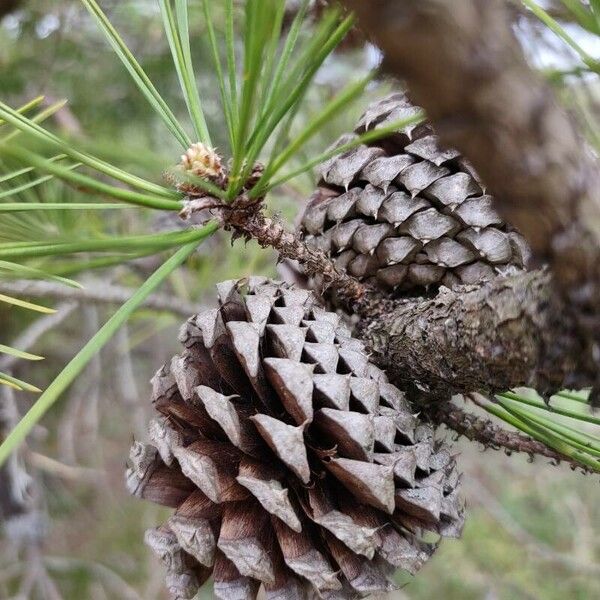 Pinus rigida Frutto