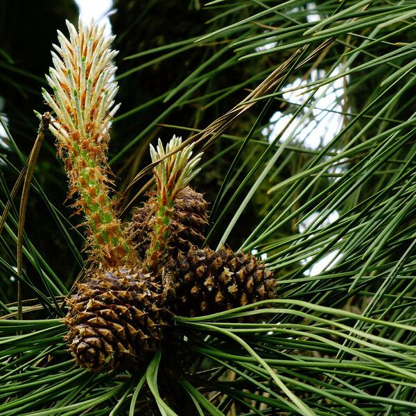 Pinus pinaster Květ