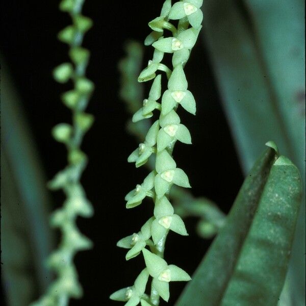 Stelis ophioglossoides 花