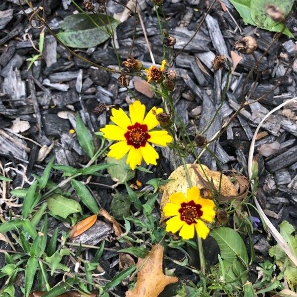 Coreopsis tinctoria Квітка