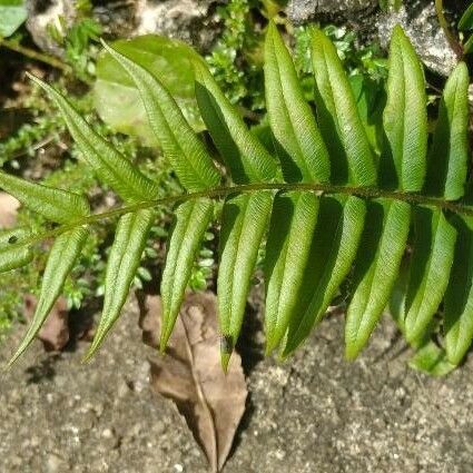 Pteris vittata Лист