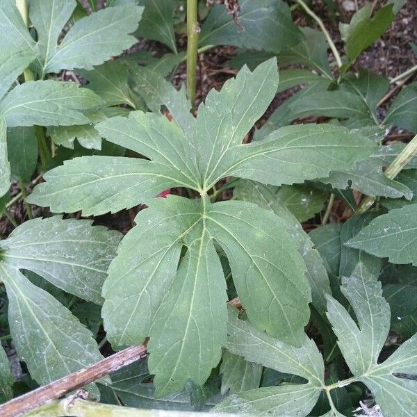 Rudbeckia laciniata ഇല