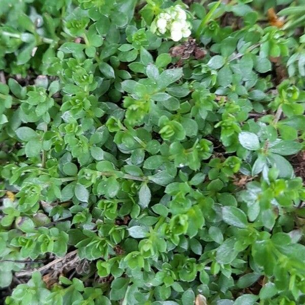 Galium saxatile Hoja