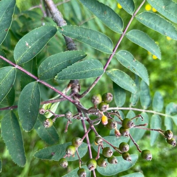 Sorbus aucuparia Plod