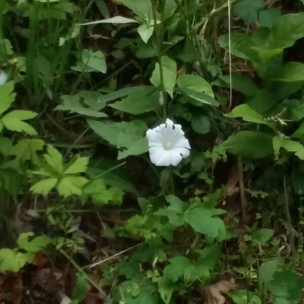 Ipomoea lacunosa Flower