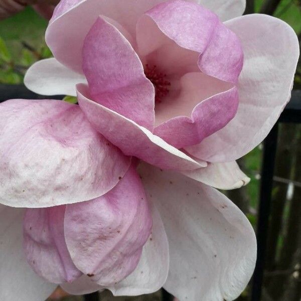 Magnolia × soulangeana ফুল