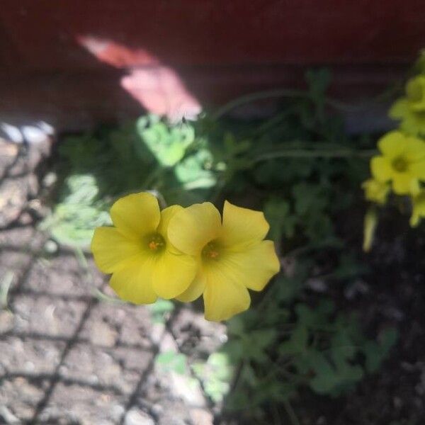 Oxalis pes-caprae Flor