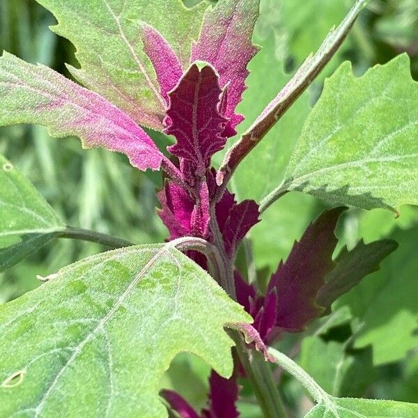 Chenopodium giganteum Листок