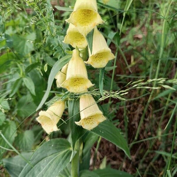 Digitalis grandiflora Flor