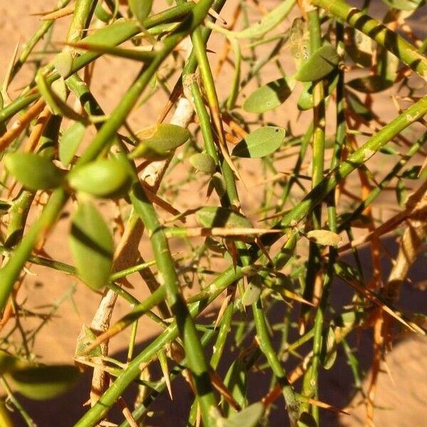 Balanites aegyptiaca Leaf