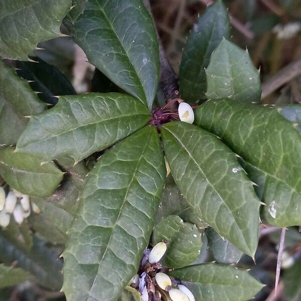 Berberis julianae Folio