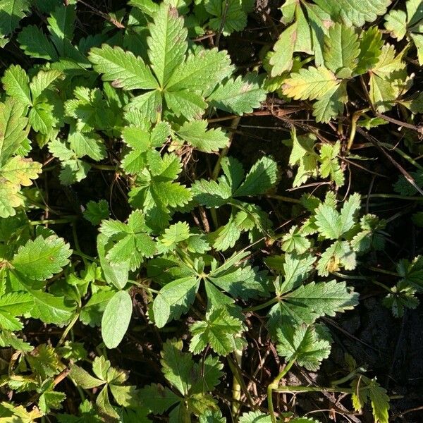 Potentilla anglica Fulla