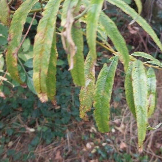 Salix viminalis Hostoa