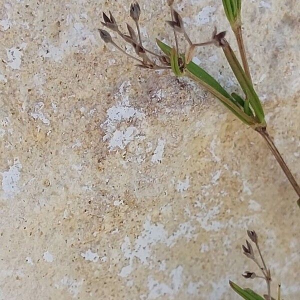 Galium setaceum Flower